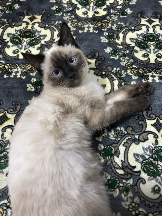 Siyamski 3 oyli ogil bola