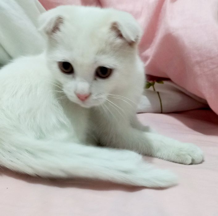 Продаётся белый котёнок шотландская вислоухая скоттиш-фолд