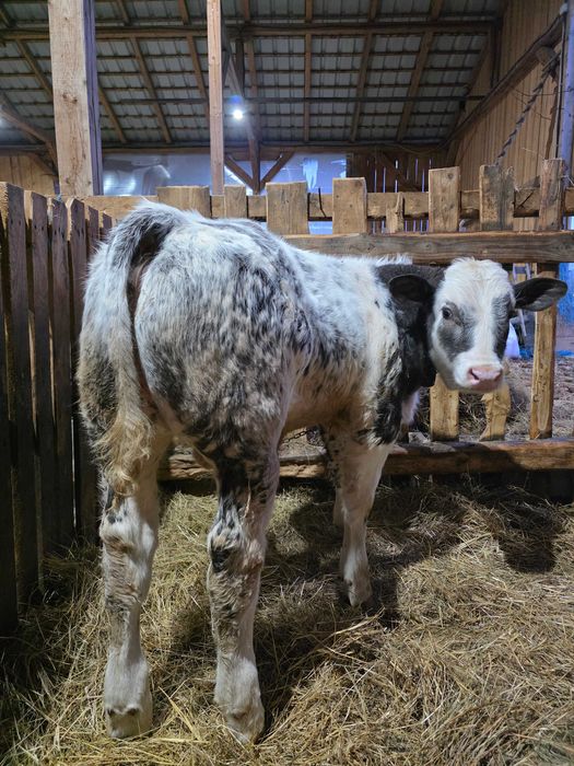 Vițel tăuraș belgian