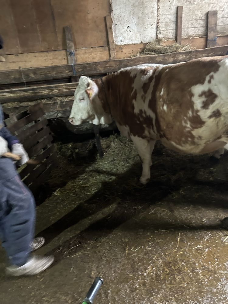 Vand juninca baltat  prima fatate 22 litri de lapte