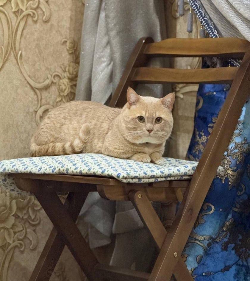 Mushuk / Кот   .