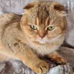 Donez pisica adulta-scottish fold