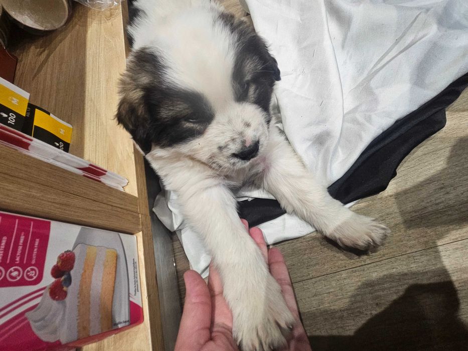 ADOPTIE gasit la benzinarie hanul pescarilor