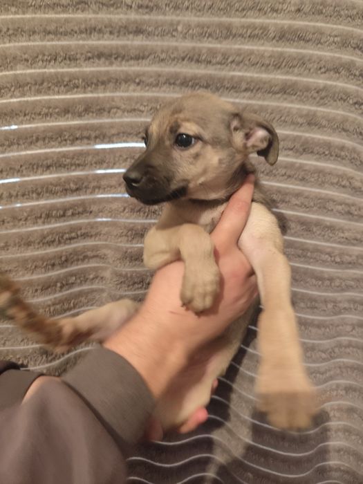 Щенок девочка два месяца