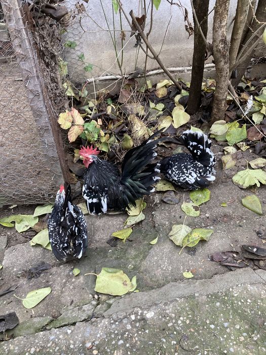 Frumuseti pt orice curti si grădini de vânzare !