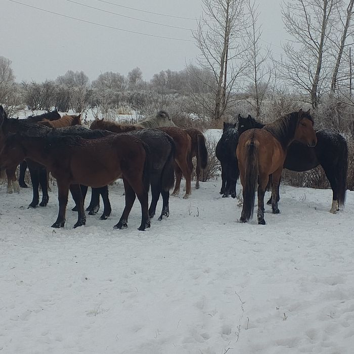 Жабагы тайлар 50