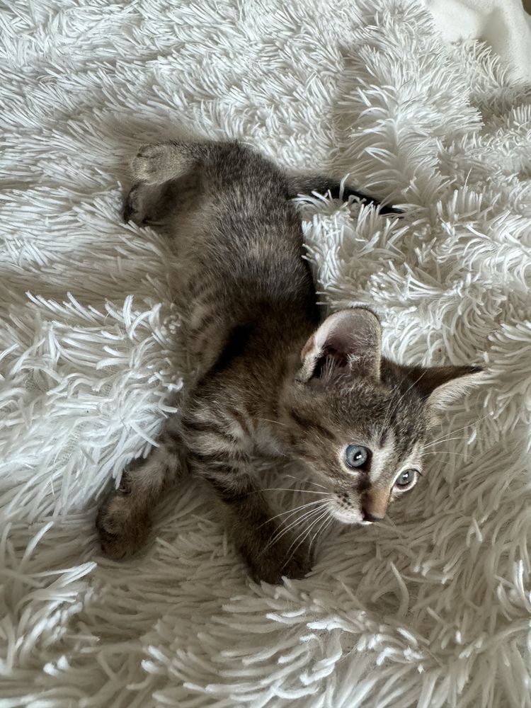 Doua Pisicute spre adoptie