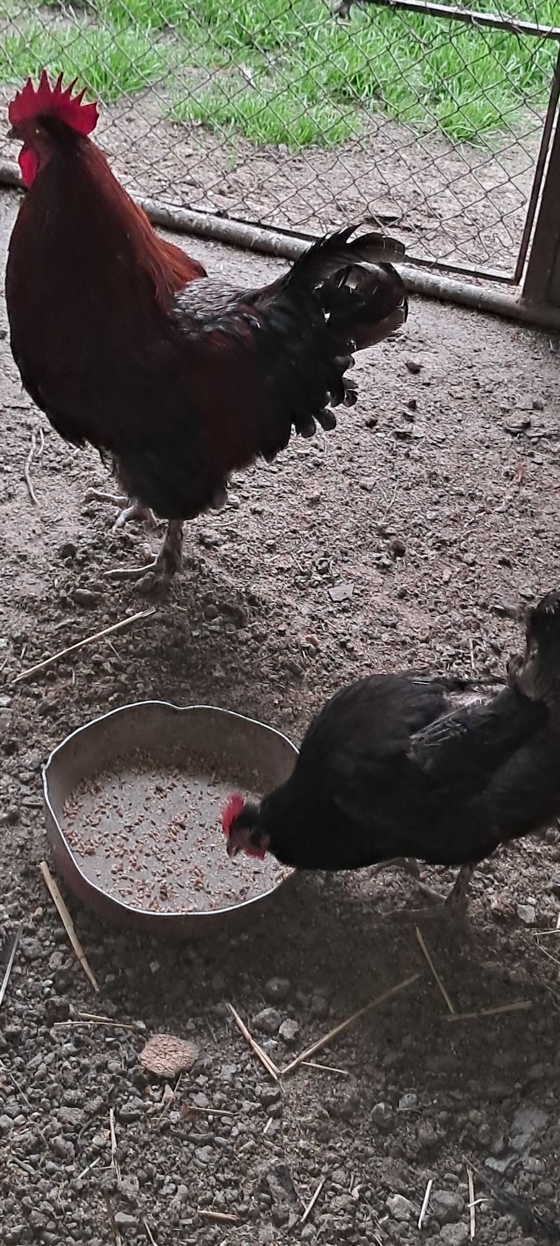 De vanzare gaini din rasa Marans Aramiu , 1 pereche de anul trecut.