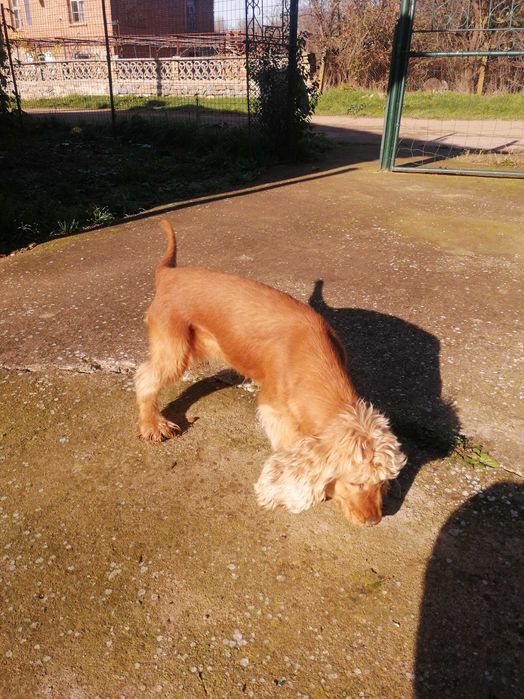 Женско Куче за трюфели