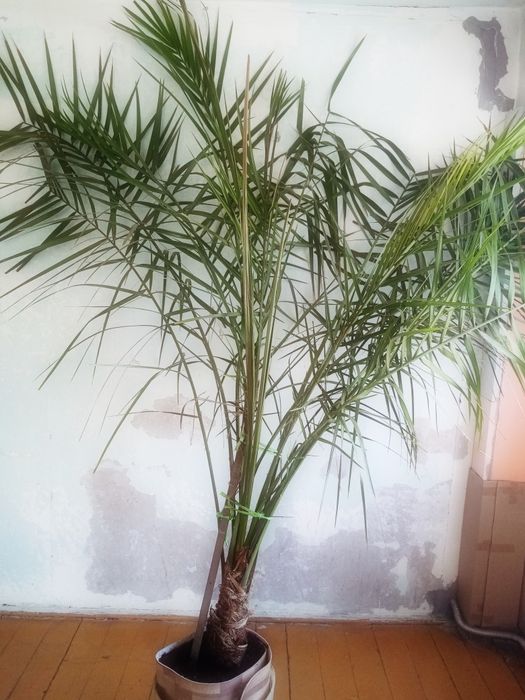 Продам финиковую пальму