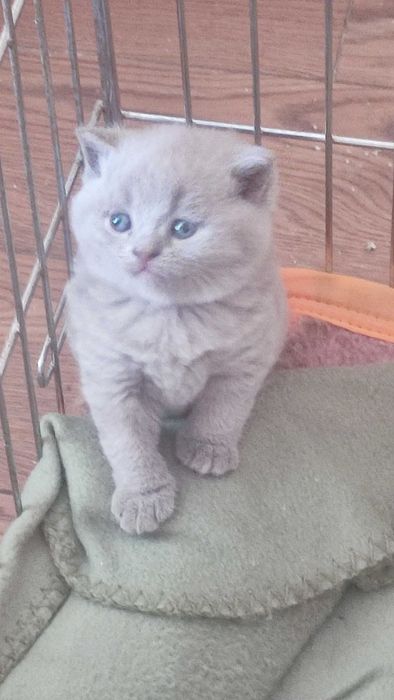 Малки,пухкави топки