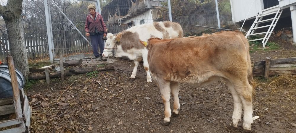 Vând doua vițele crescute bio din zonă de deal de 6 luni respectiv 4