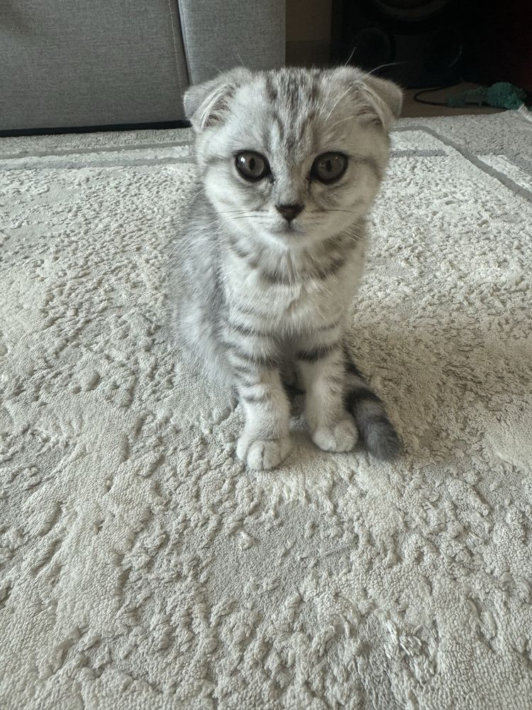 Котенок ( девочка)