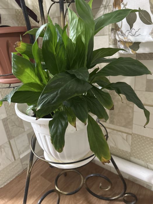 Комнатные цветы, свежая земля с удобрением