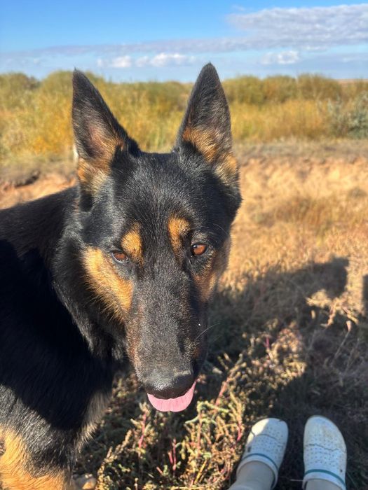 Немецкая овчарка