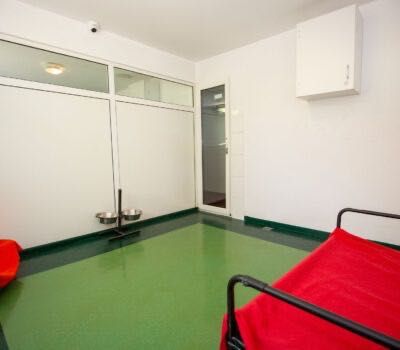 Cazare câini, pisici si alte animale de companie