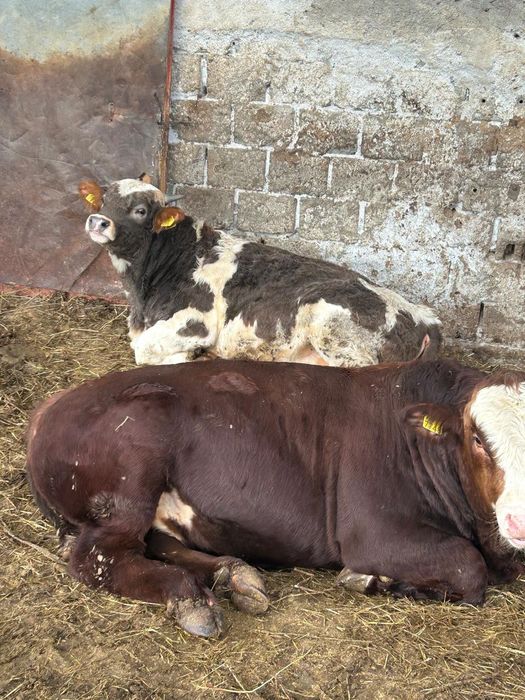 Vând vitei informați la telefon