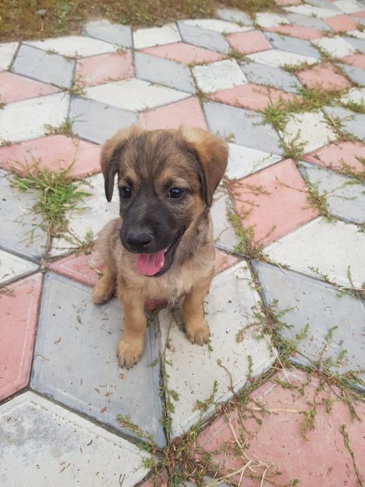 Щенок, отдам в хорошие руки