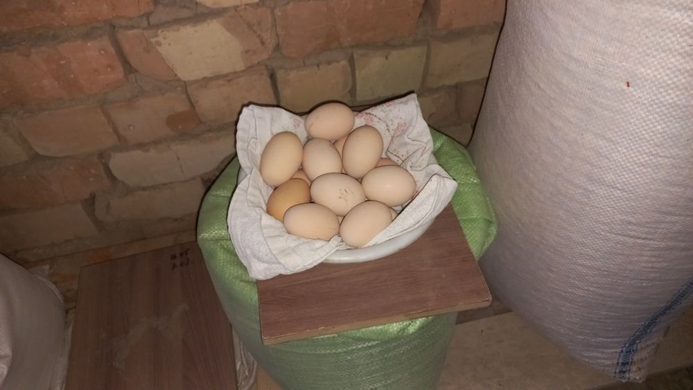 Продаётся домашние яйца
