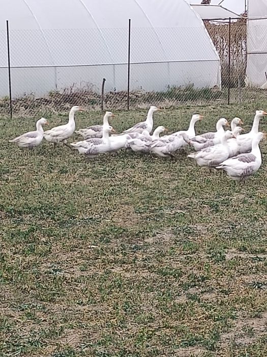 Gâște de casă autosexabile