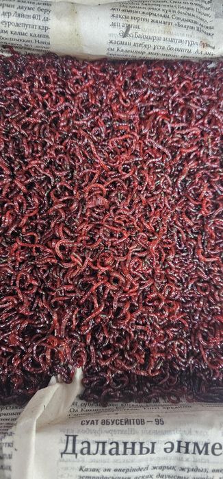 Продаётся мотыль ,опарыш,живец карасик  , черви