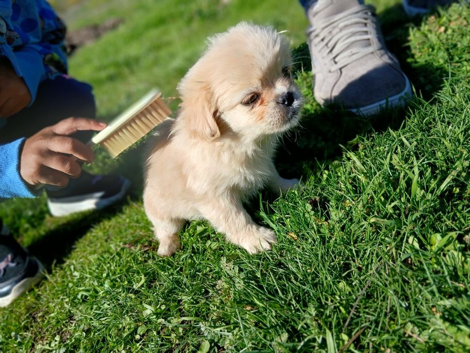 Пикинези търсят нов дом