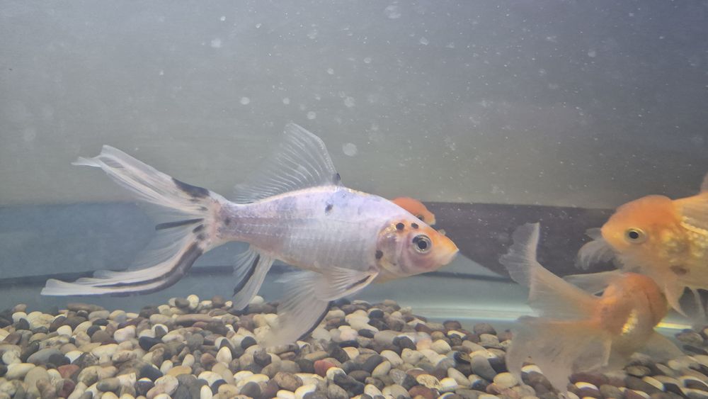 Аквариумные рыбы, комета, красная шапочка