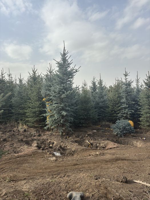 Ель голубая Елка саженцы голубой ели в Алмате Ёлка