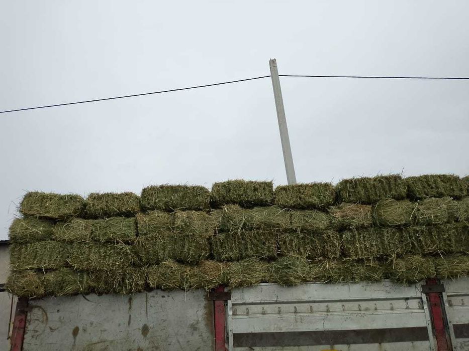 Продажа и доставка люцерна(жоңышқа) по цене 2300