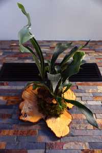 Mounted Staghorn Fern | Platycerium bifurcatum
Feriga corn de cerb