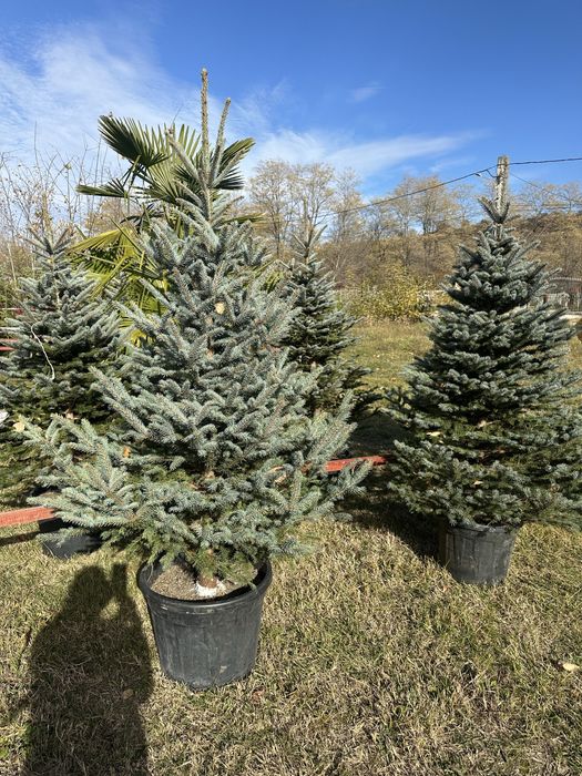 Brazii din pepiniera la ghiveci