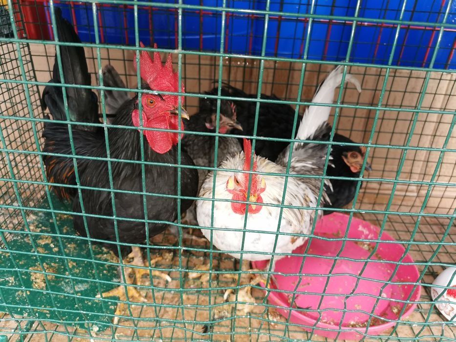 Păsări Chabo și pitice diferite rase