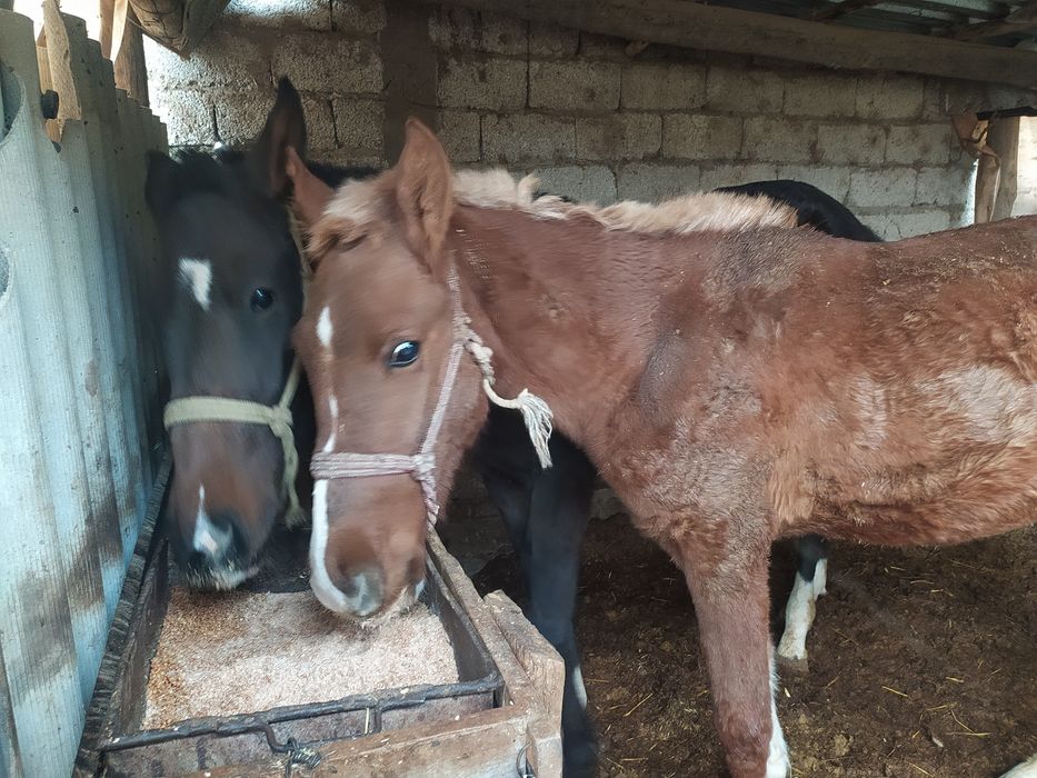 2 полтарашка тай сатылады