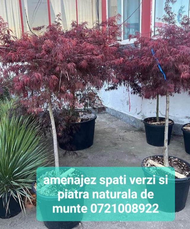 Vand plante ornamentale