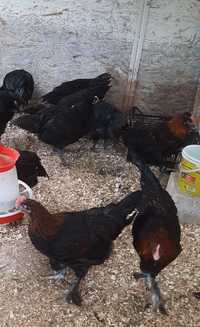 Cocoșei tineri Australorp Negru și Marans