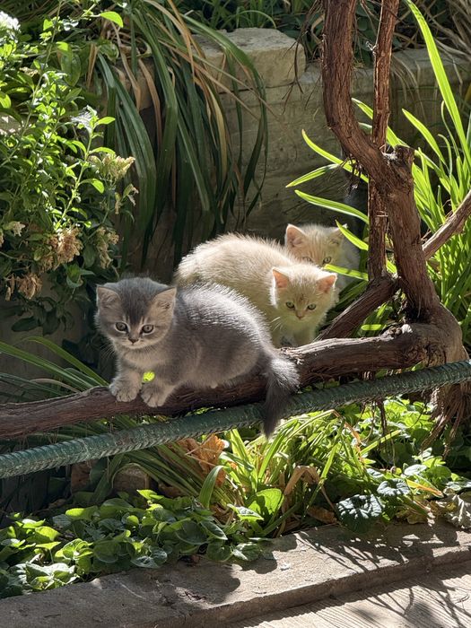 Продаются котята