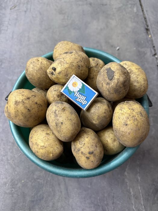 Продам картофель ручной копки, дачный.