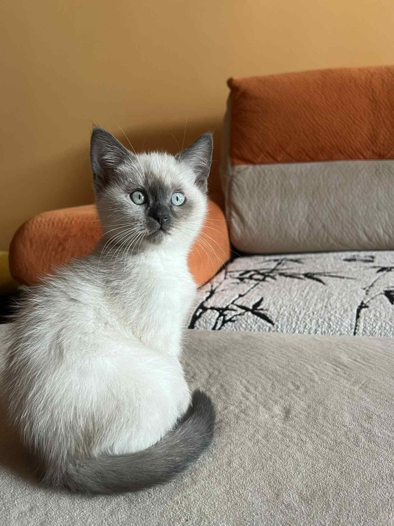 Британски котенца