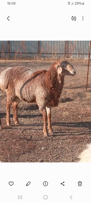 Продаю барана арашан