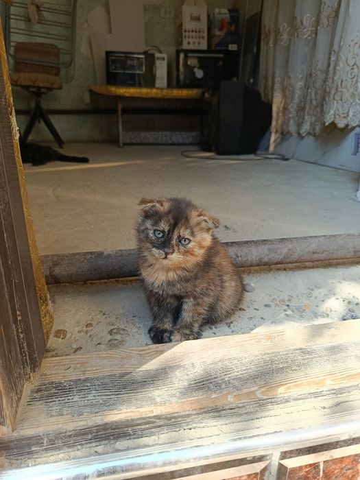 Пишак сотилади пародалик