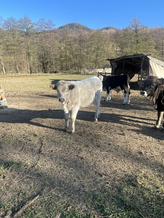 Vaca cu vitel de vanzare