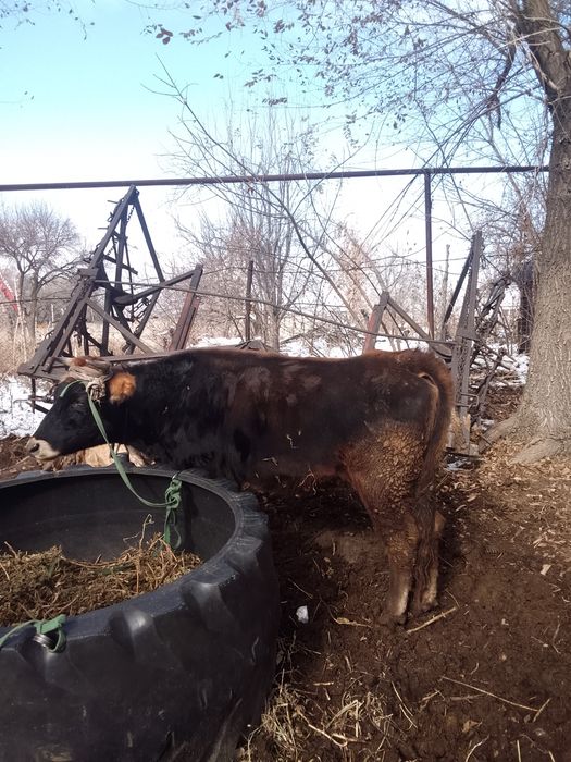 2тёлки 1корова. 1сыйыр 2құнажын.