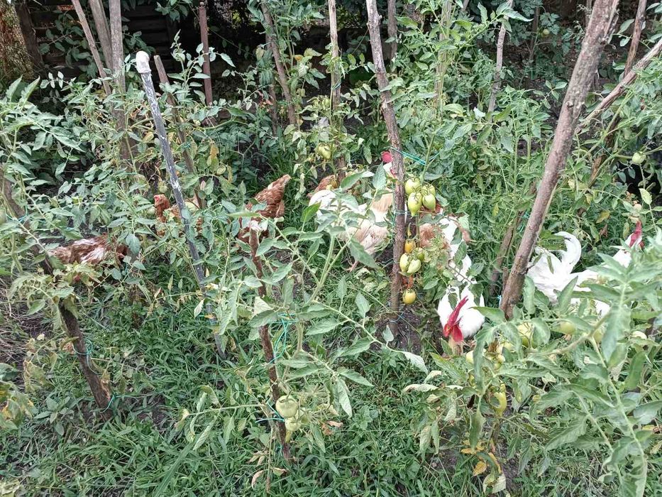 Петли за разплод