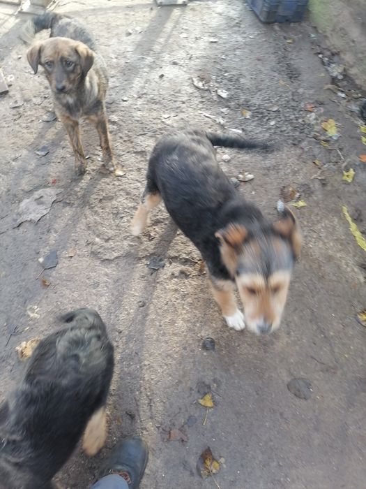 Donez catei de rasa  are vaccin