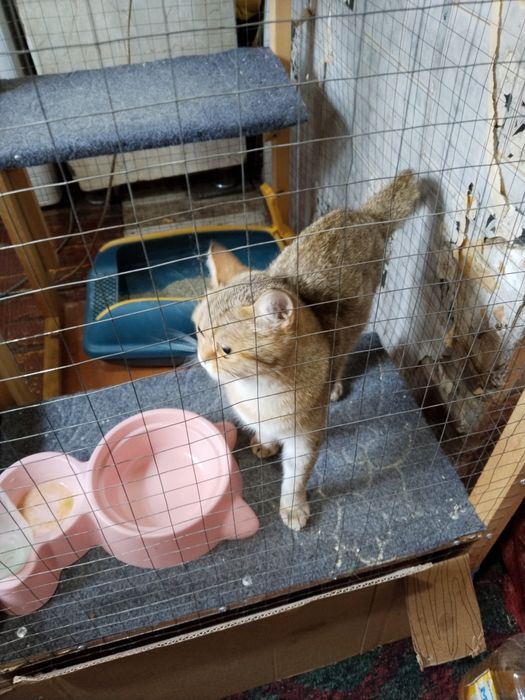 Продаётся британская шиншилла