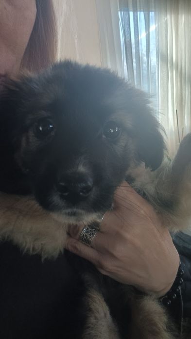 Девочка подросток ,смесь с овчаркой