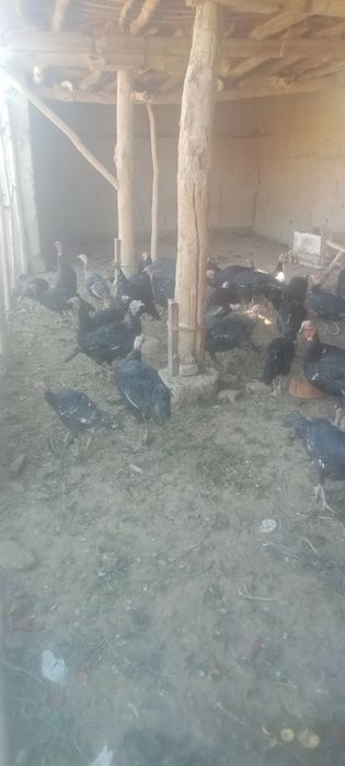 Куркалар сотилади