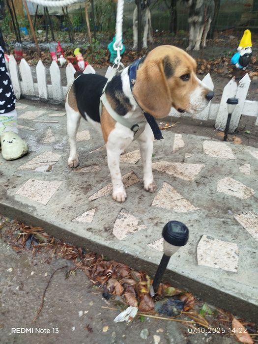 Beagle tricolor adult