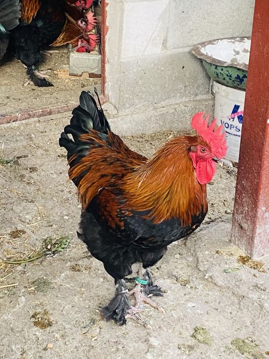 Oua incubat Marans Negru Aramiu