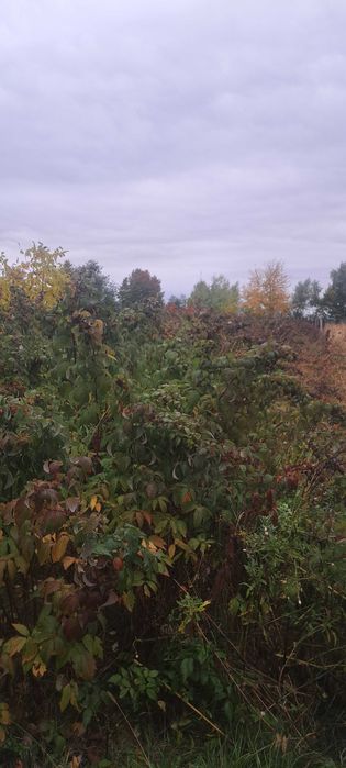 Butasi de zmeur polka si butasi de mure thornfree